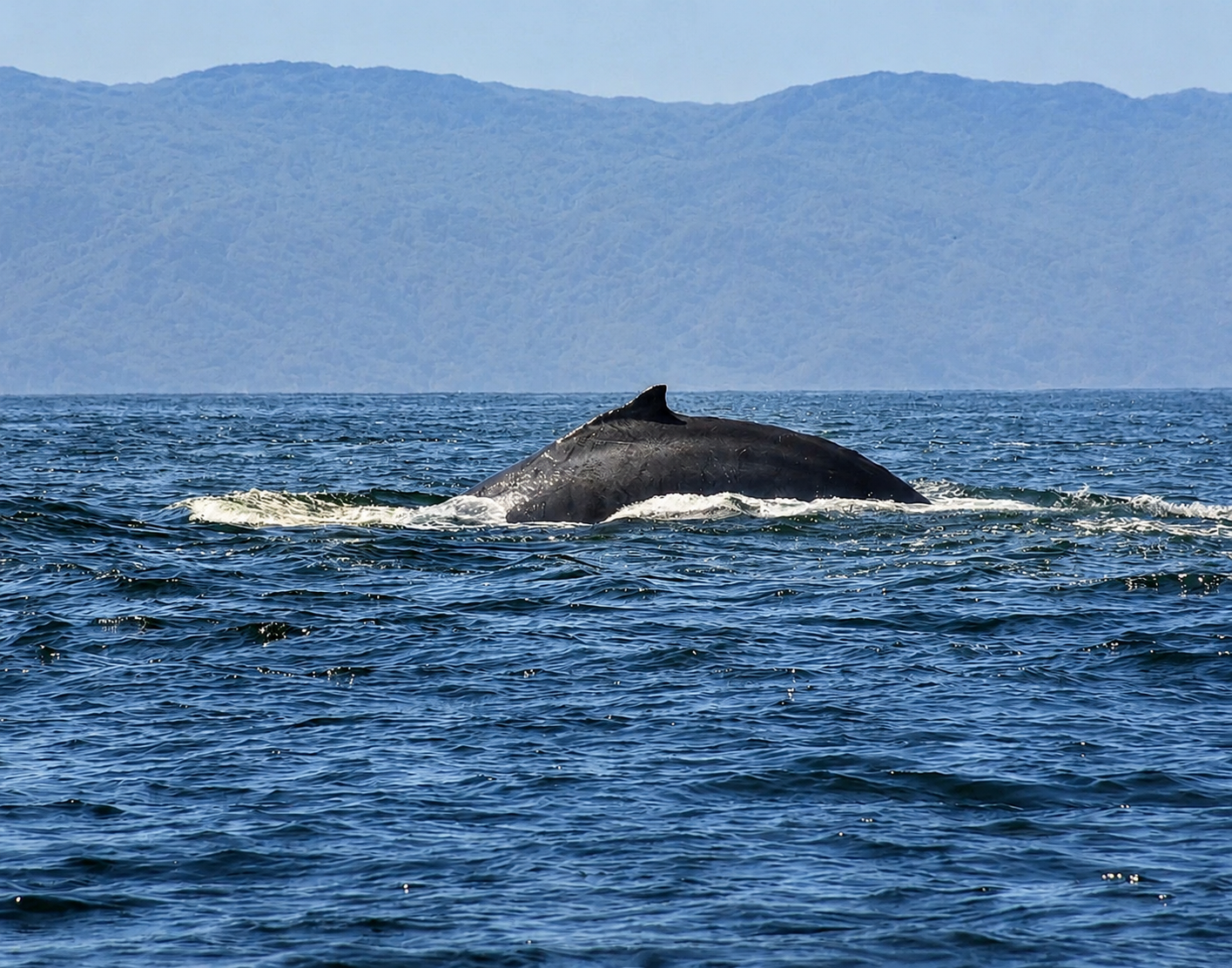 Ballena jorobada durante el trayecto por la Bahía de Banderas