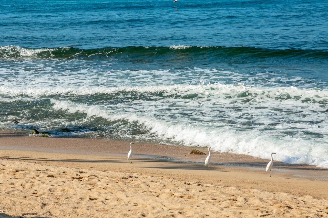 Plage tranquille de Quimixto avec des oiseaux au bord des vagues
