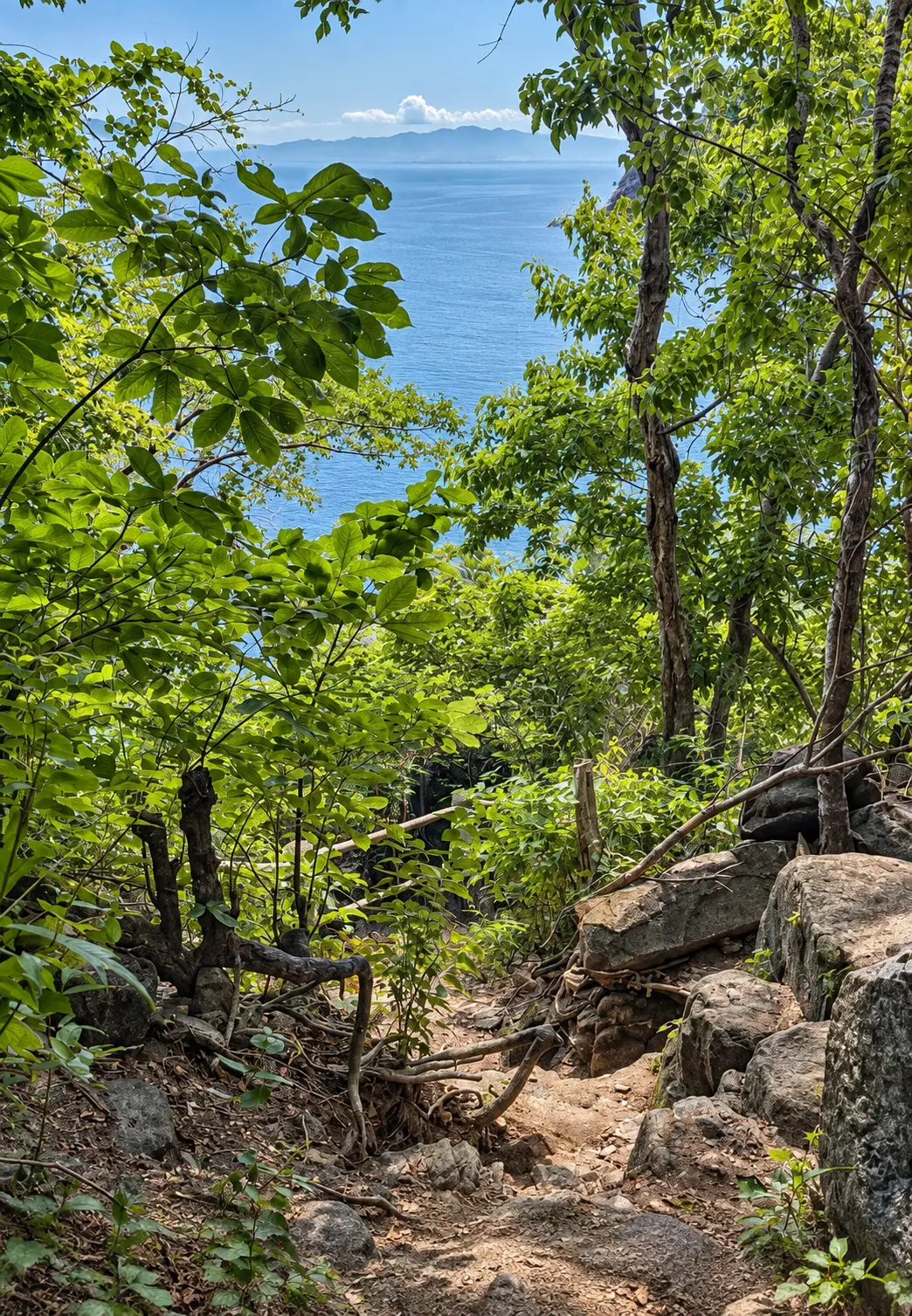 Sendero entre la selva con vista a la Bahía de Banderas